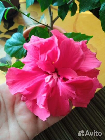 Гибискус китайская роза