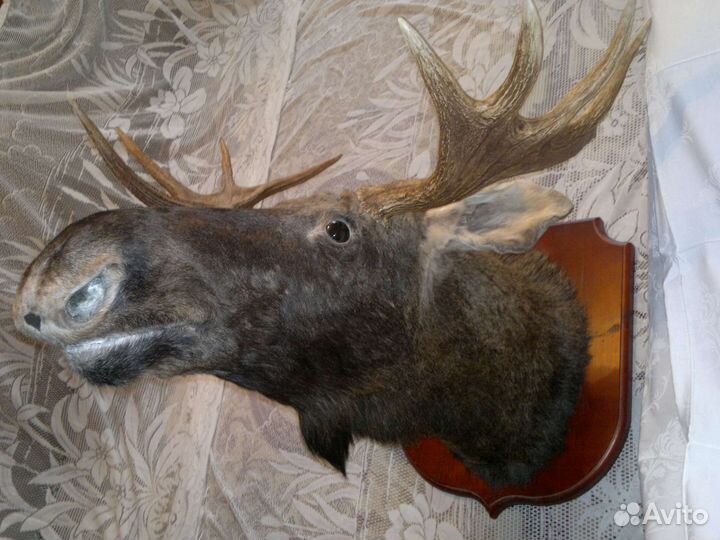 Чучела животных