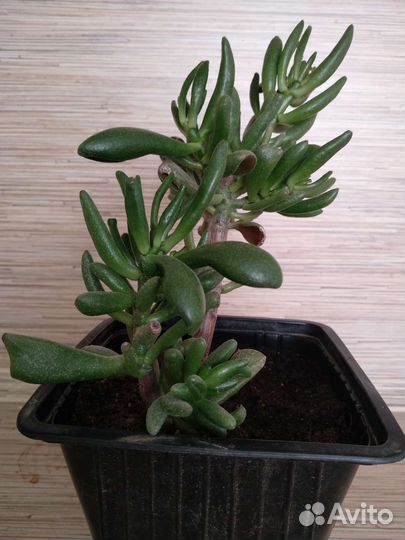 Крассула Толстянка