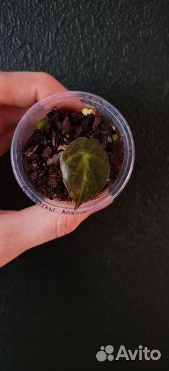 Алоказия найроби найт аурея