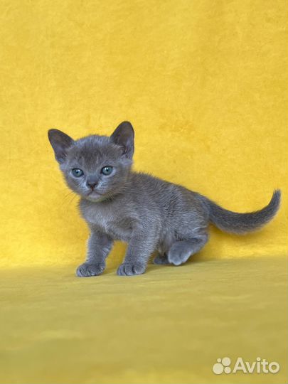 Бурманксий котенок голубого оркаса с документами