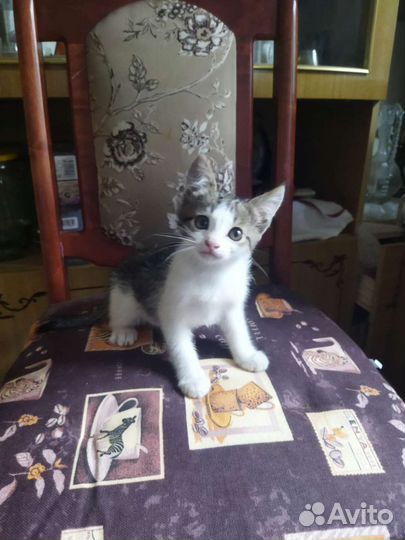 Кошка в дар