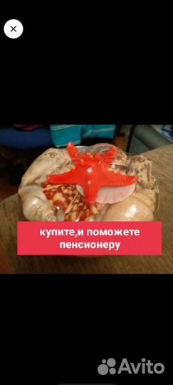Ракушки с тёплого моря
