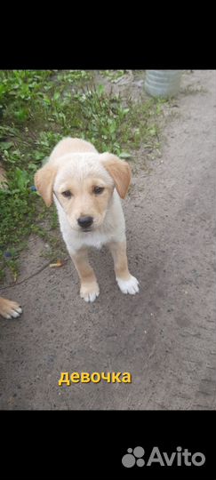 Девочка 2,5 мес