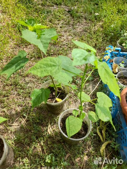 Гибискус, травянистый красный