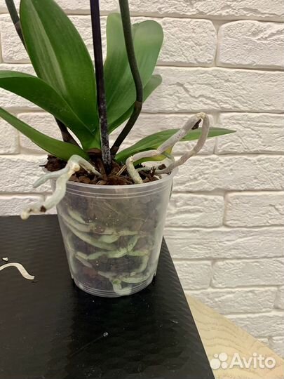 Орхидея бархатная