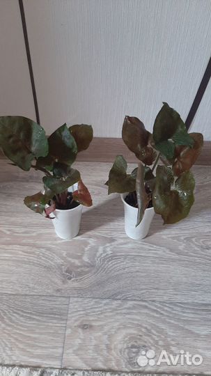 Сингониум Aron Brown