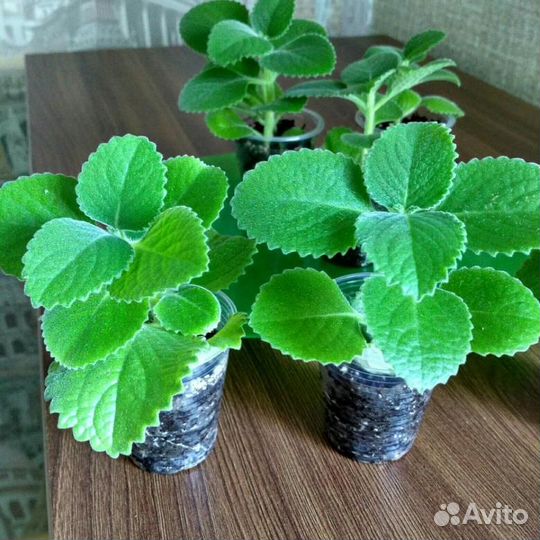 Комнатные растения цветы