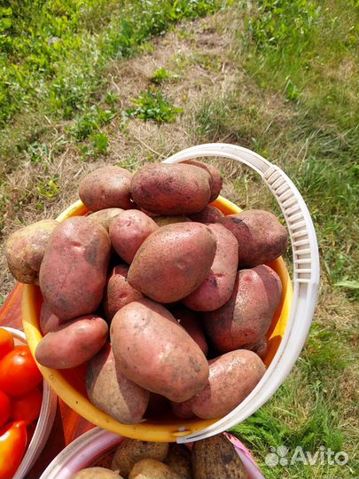 Домашний картофель разных сортов с доставкой