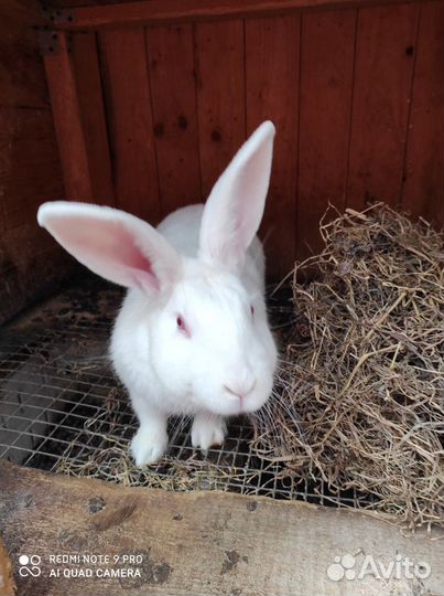 Белый паннон