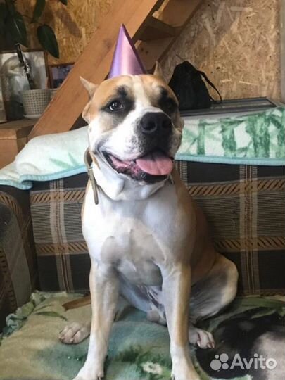 Стаффордширский терьер вязка