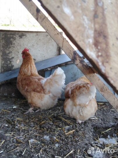 Цыплята мини мясные