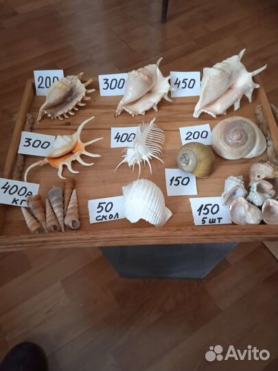 Морские раковины