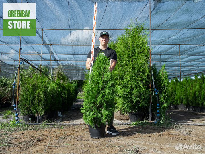 Туи колумна 120 см свежая копка 2023