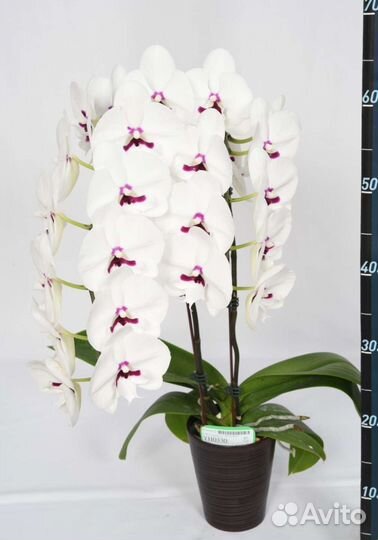 Орхидея фаленопсис азиатские подростки 10 сортов