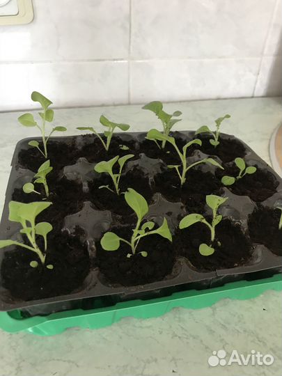 Рассада петунии