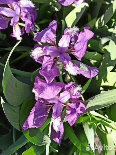 Ирис гибридный, бородатый, фиолетовый: деленки