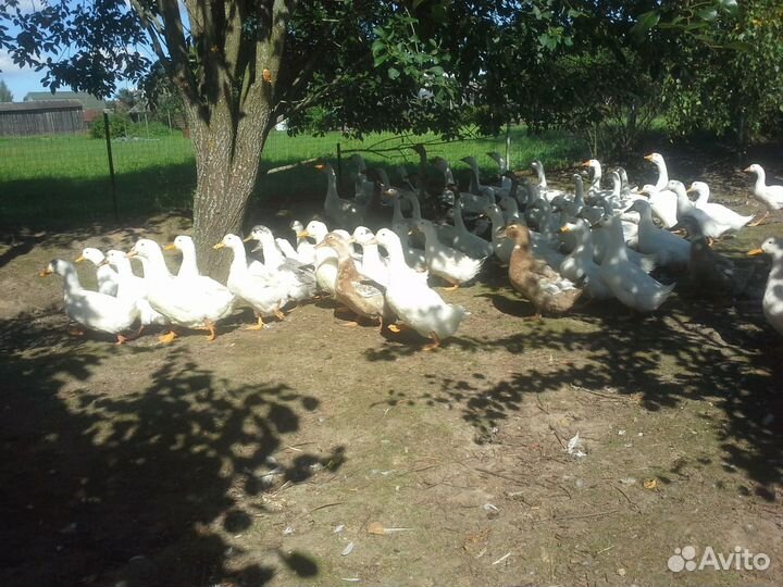 Утки, селезни