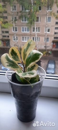 Фикус триангулярис коканат крем, вайт марджин