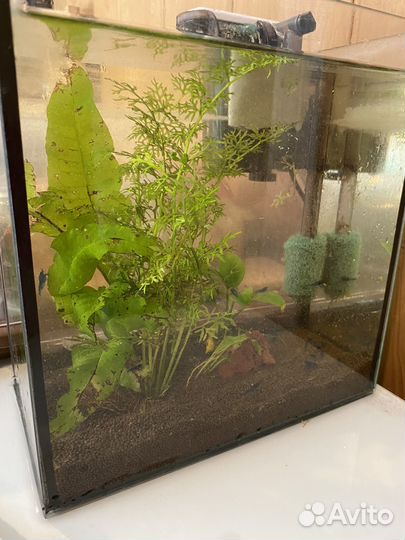 Аквариум с креветками