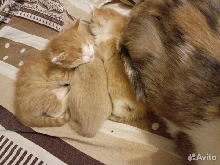 Отдам в добрые руки маленьких котят
