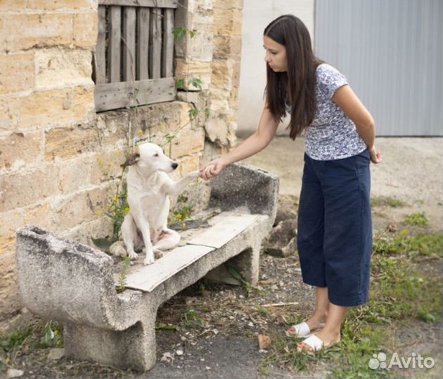 Ищет дом не большая Собачка Салли