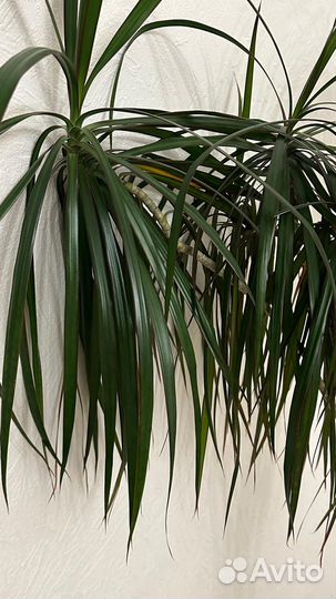 Пальма драцена