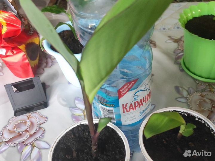 Комнатные цветы