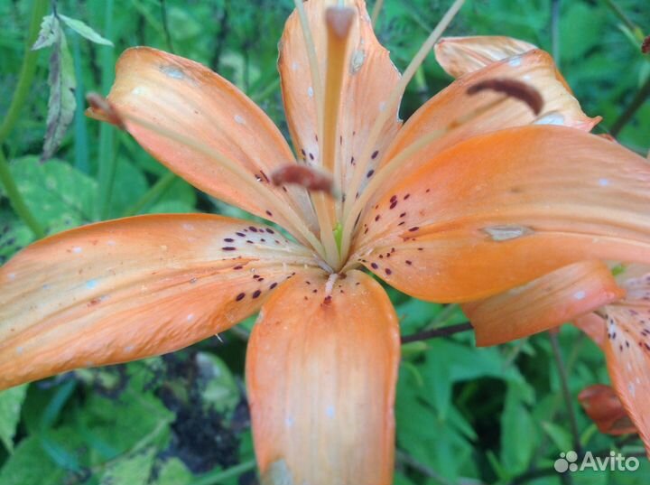 Лилии многолетние