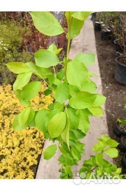 Саженцы лесной черемухи и яблони