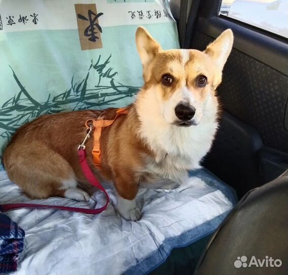 Зоотакси (перевозка животных)