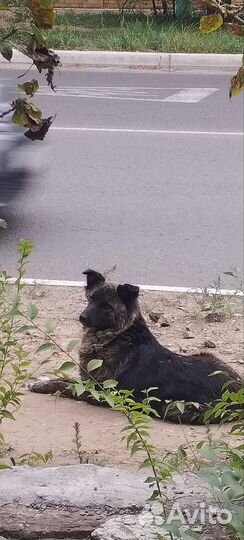 Отдам собаку