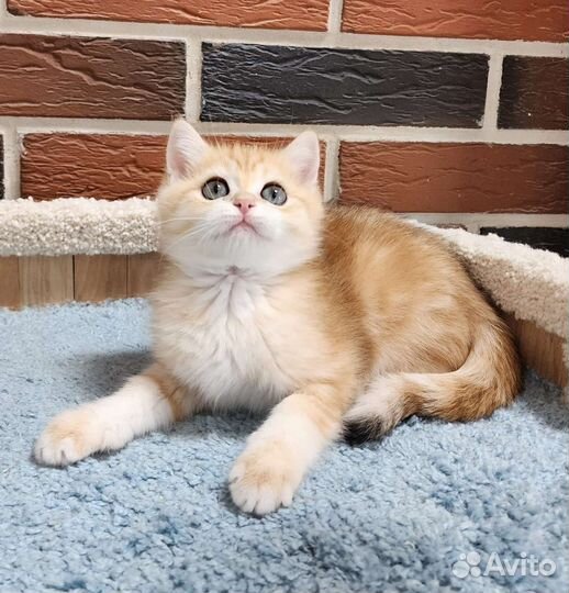 Котик золотой британец