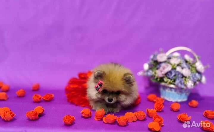 Яркая мишка шпиц