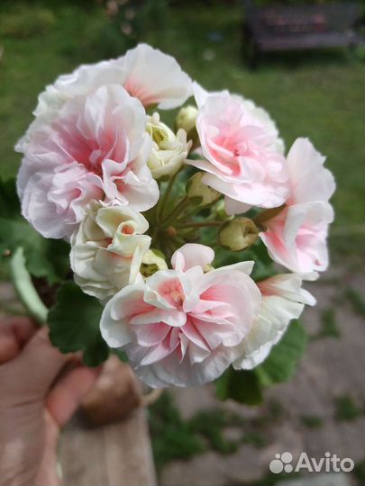 Пеларгонии сортовые