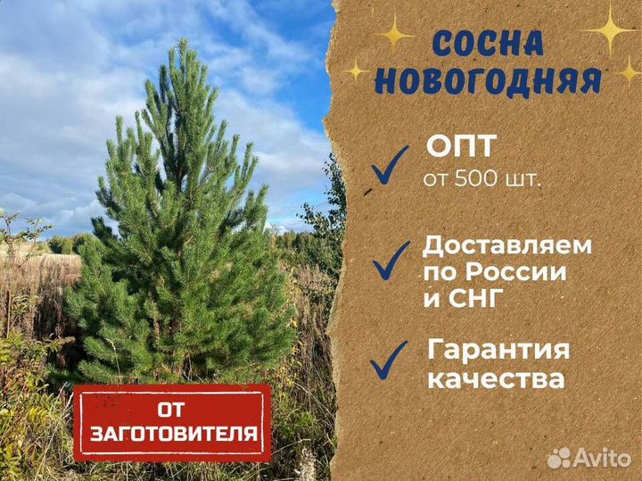 Оптовая продажа новогодних сосен по России и снг