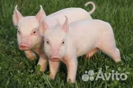 Поросята белые обычные