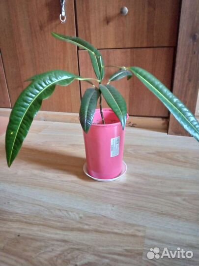 Фиалка, кротон в горшках