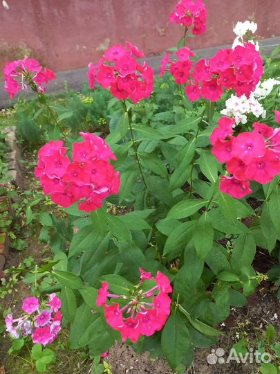 Флоксы многолетние,хризантемы