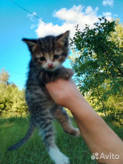 Котенок в добрые руки