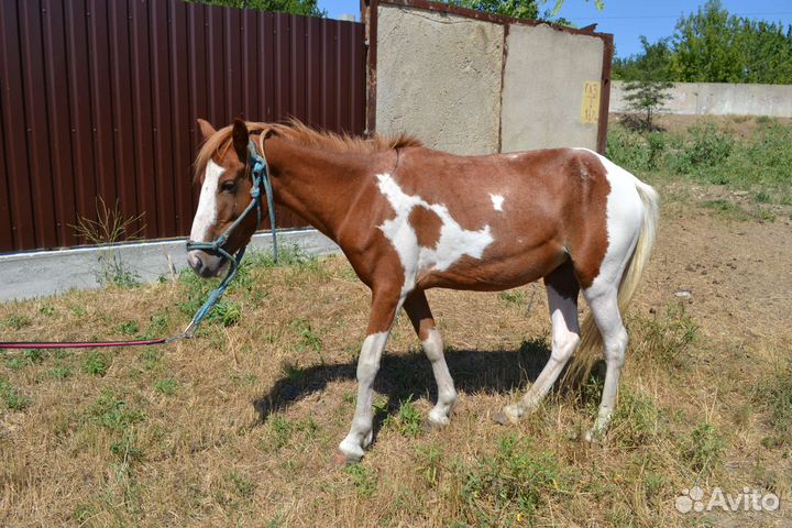 Пони кобыла 120см
