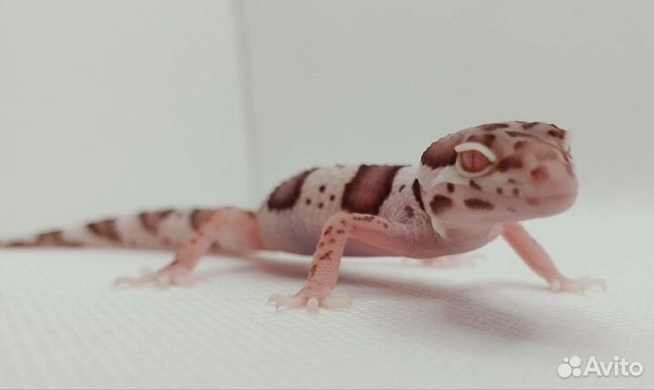 Эублефар Bell Albino