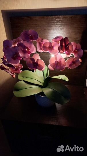 Орхидея ночник