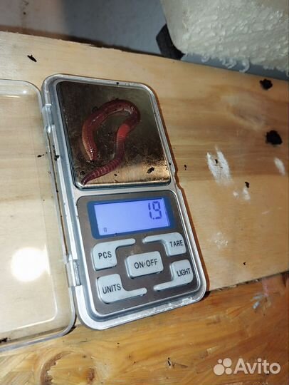 Червь дендробена