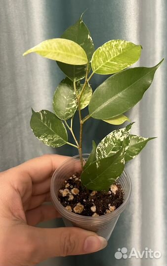 Сортовые фикусы 2