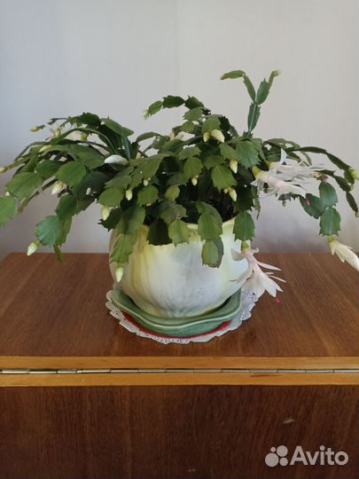 Цветок декабрист