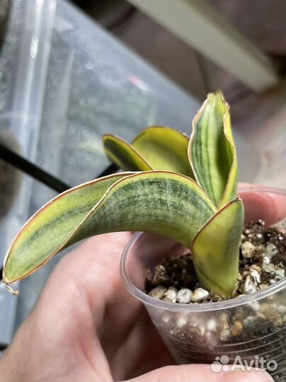 Сансевиерия сортовая редкая вариегатная