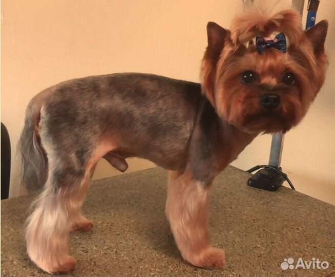 Стрижка собак