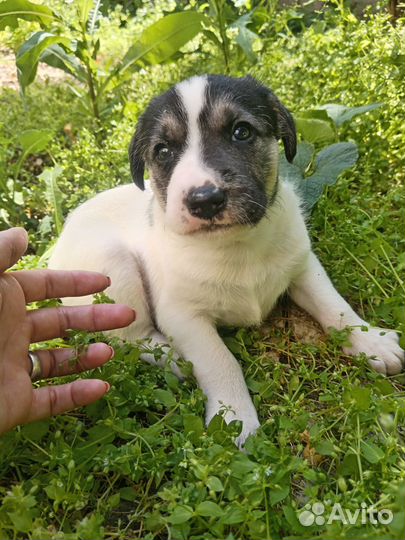 Щенок помесь