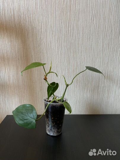 Филодендрон сканденс